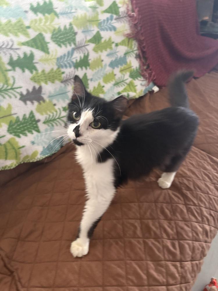 Enlarge Melissa, a Adoptable Domestic Medium Hair in Wilson, NC image 4/6