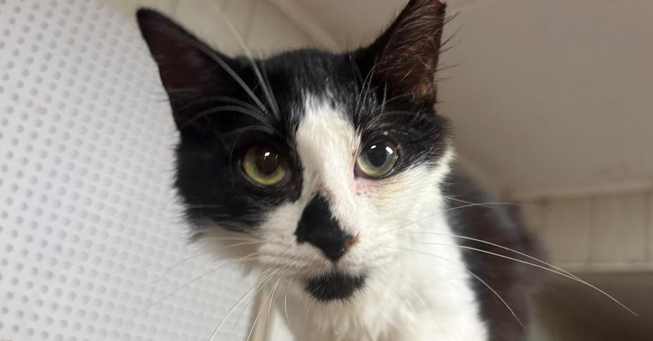 Enlarge Melissa, a Adoptable Domestic Medium Hair in Wilson, NC image 5/6