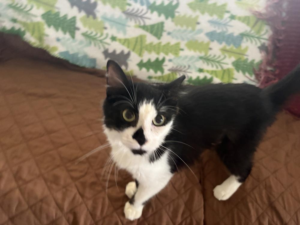 Enlarge Melissa, a Adoptable Domestic Medium Hair in Wilson, NC image 6/6