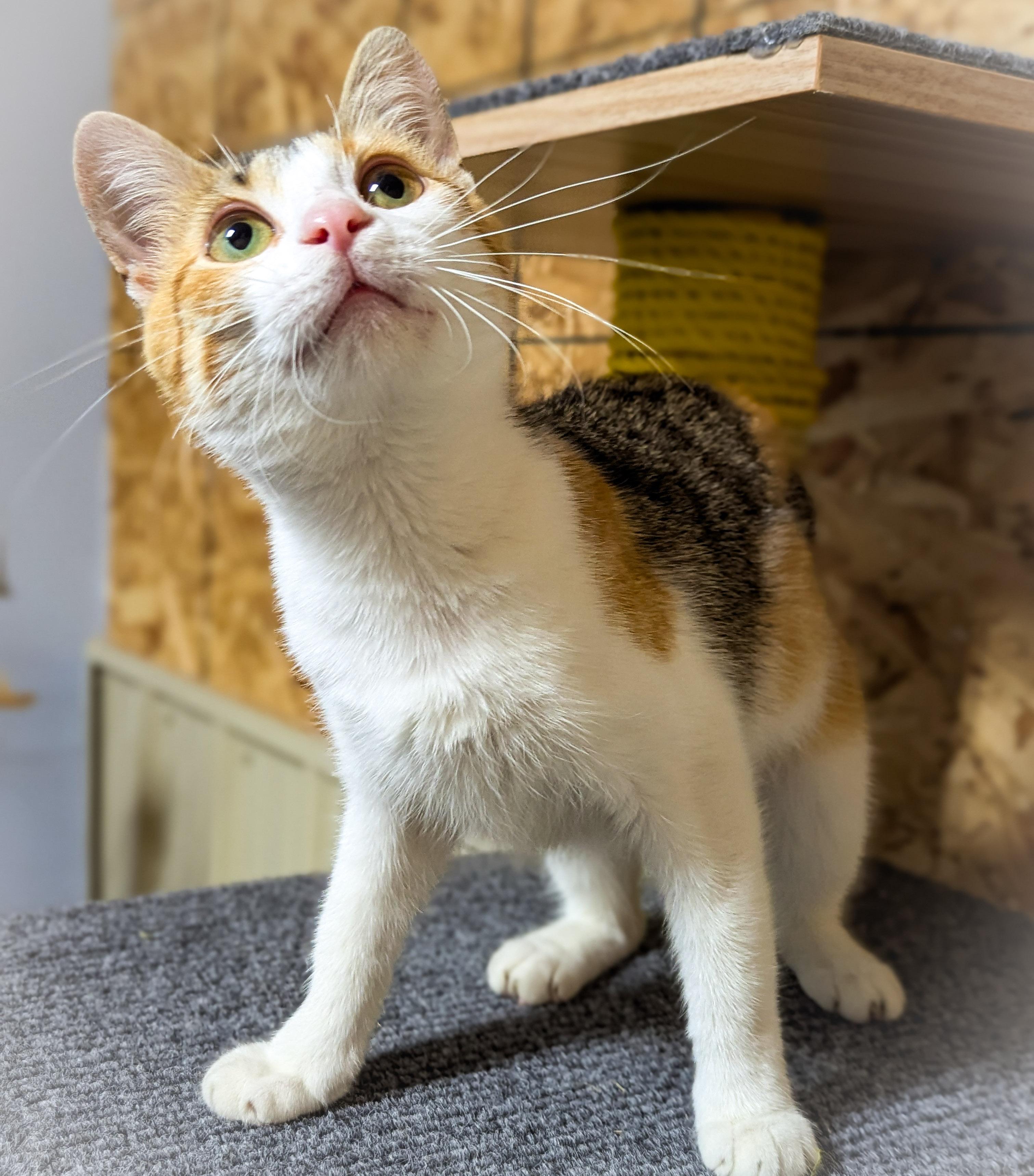 SPROUT, an adopted mixed breed in Griffith, IN image 3/4