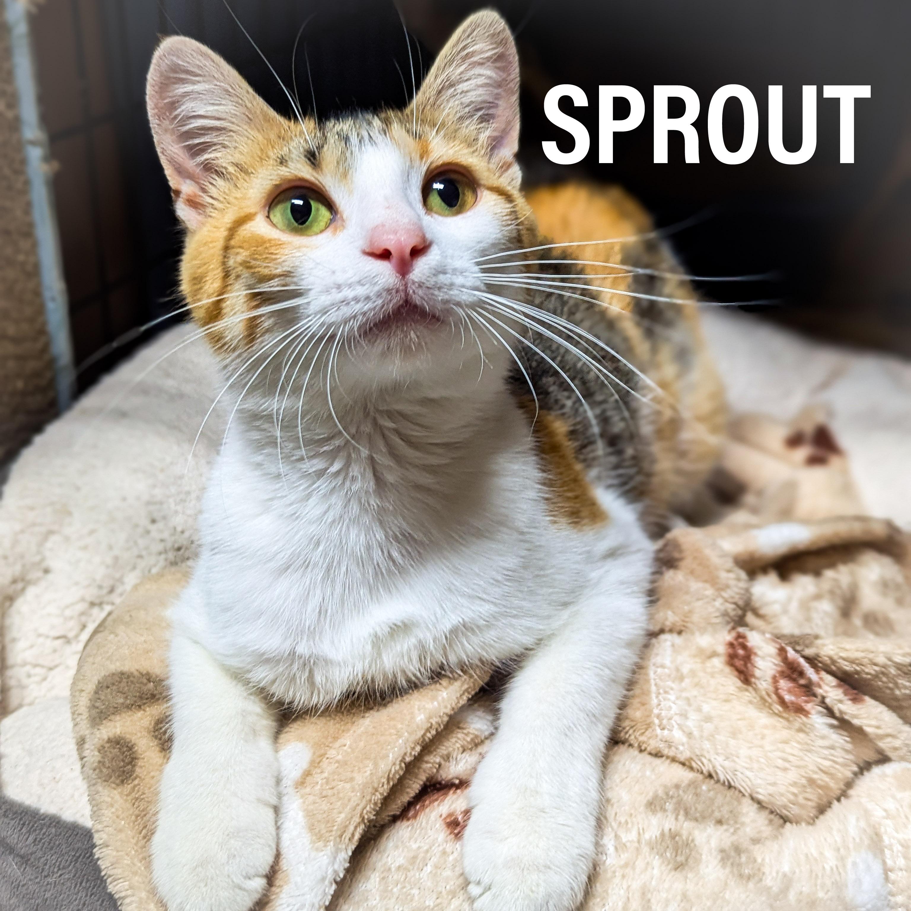 SPROUT, adopted, Young Female Domestic Short Hair & Calico.