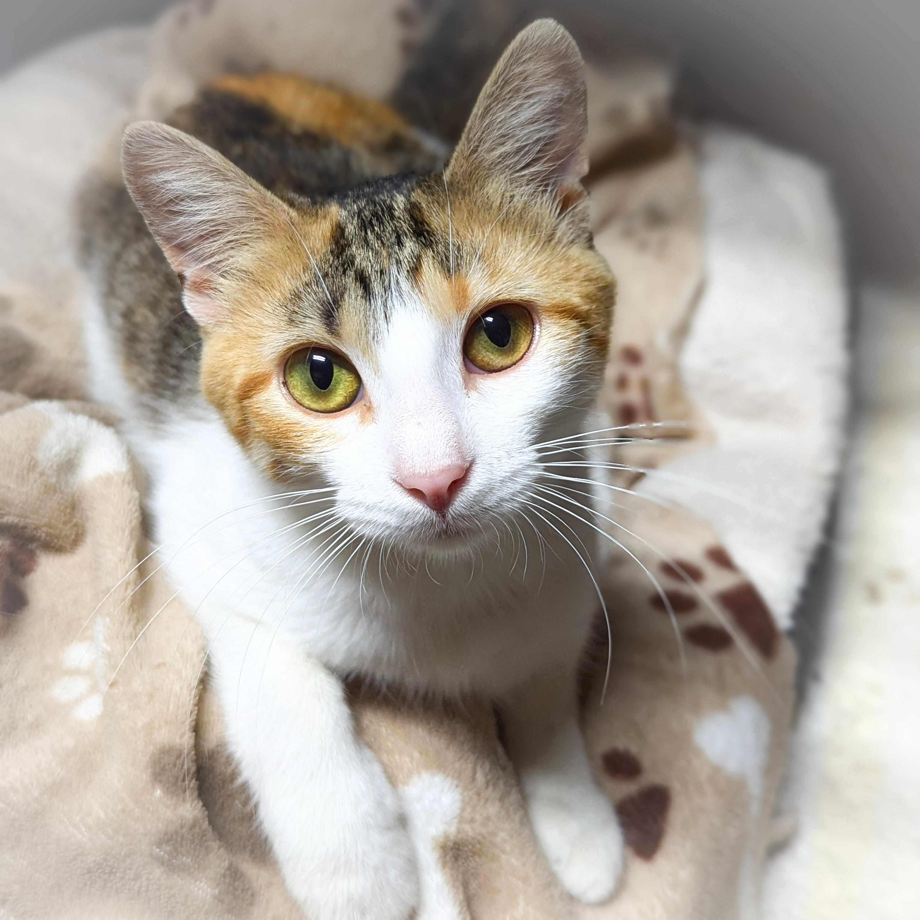 SPROUT, an adopted mixed breed in Griffith, IN image 2/4