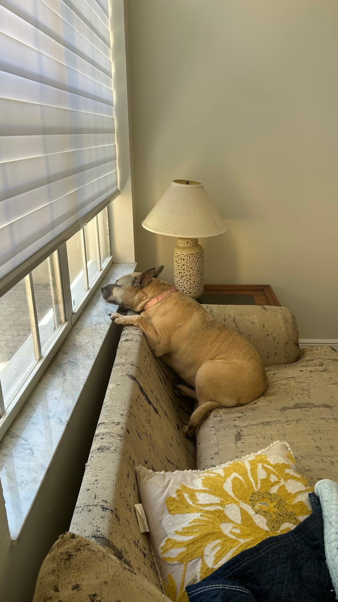 Enlarge Luna, a Adoptable mixed breed in Lake Worth, FL image 5/5