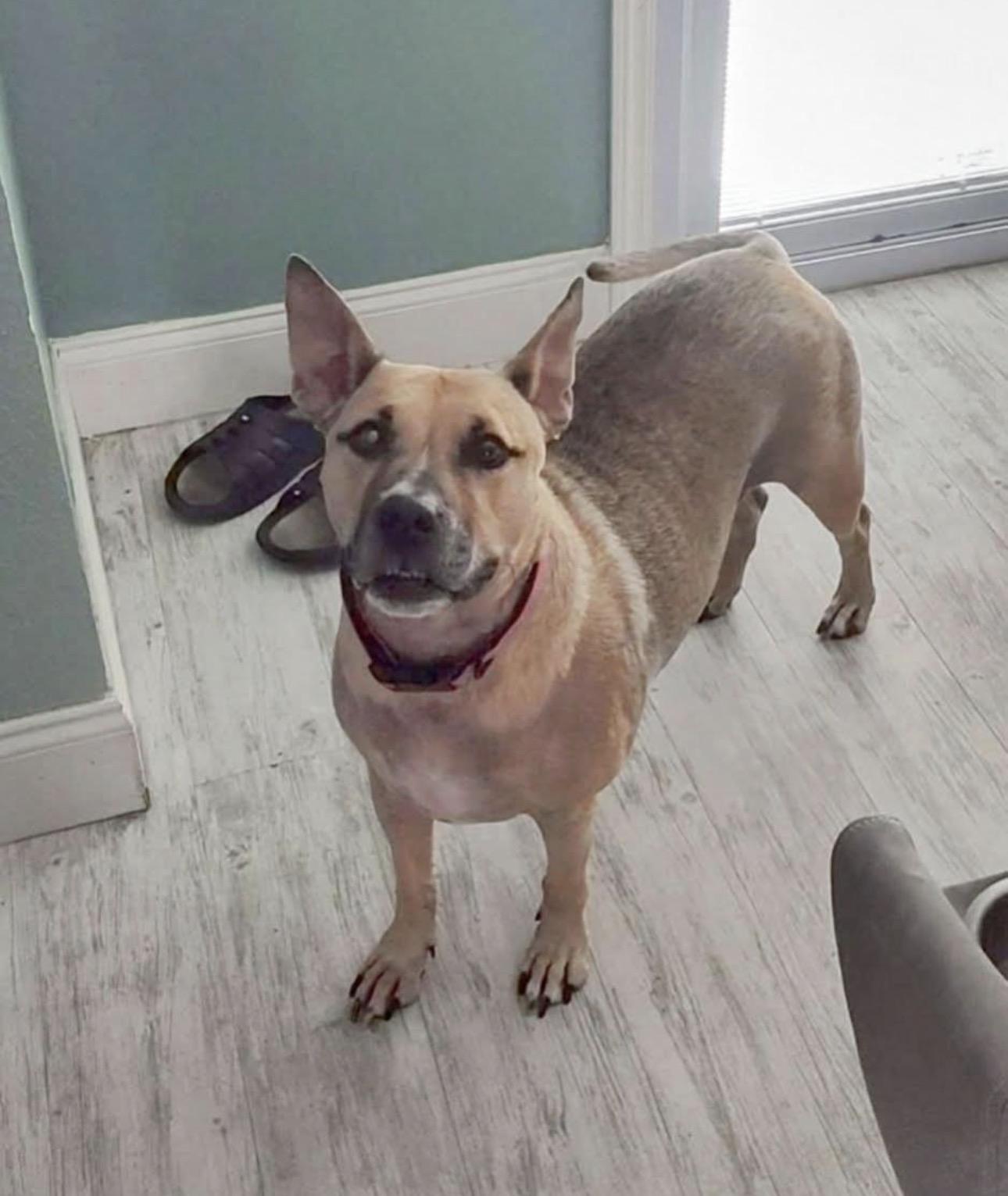 Enlarge Luna, a ADOPTABLE mixed breed in Lake Worth, FL image 2/2