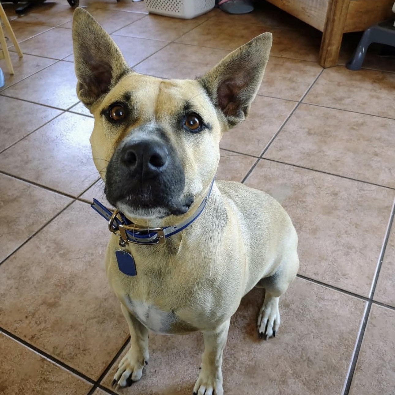 Enlarge Luna, a ADOPTABLE mixed breed in Lake Worth, FL image 1/2