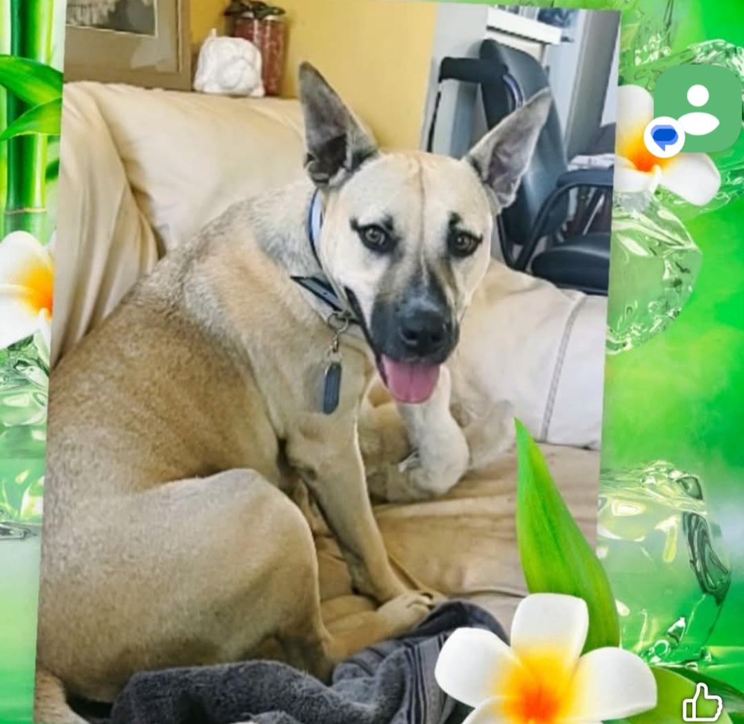 Enlarge Luna, a ADOPTABLE mixed breed in Lake Worth, FL image 3/3