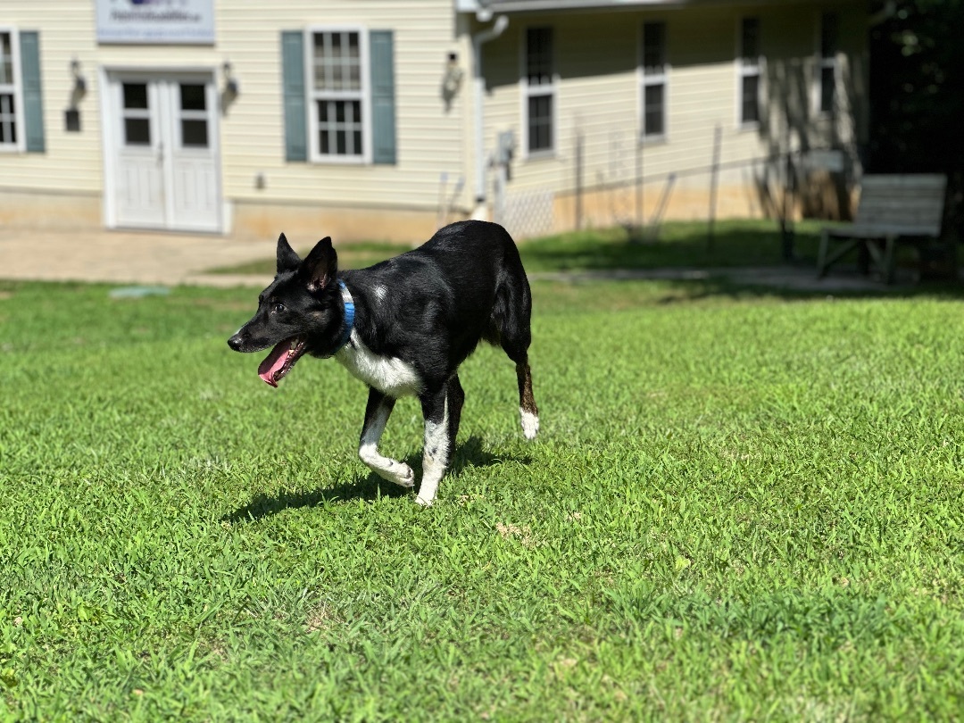 Enlarge Cooper, an adoptable Border Collie in Prince Frederick, MD image 2/6