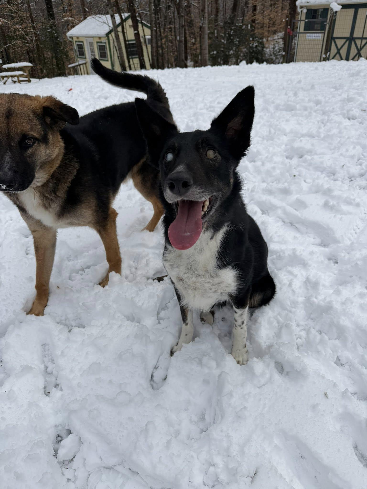 Enlarge Cooper, an adoptable Border Collie in Prince Frederick, MD image 3/6