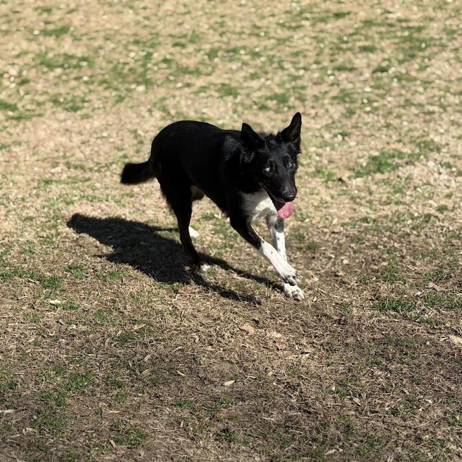 Enlarge Cooper, an adoptable Border Collie in Prince Frederick, MD image 6/6