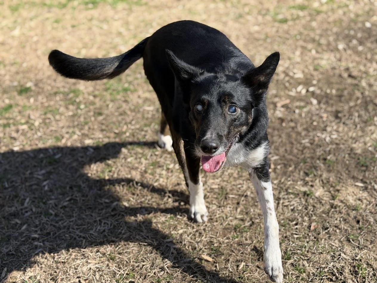 Enlarge Cooper, an adoptable Border Collie in Prince Frederick, MD image 4/6