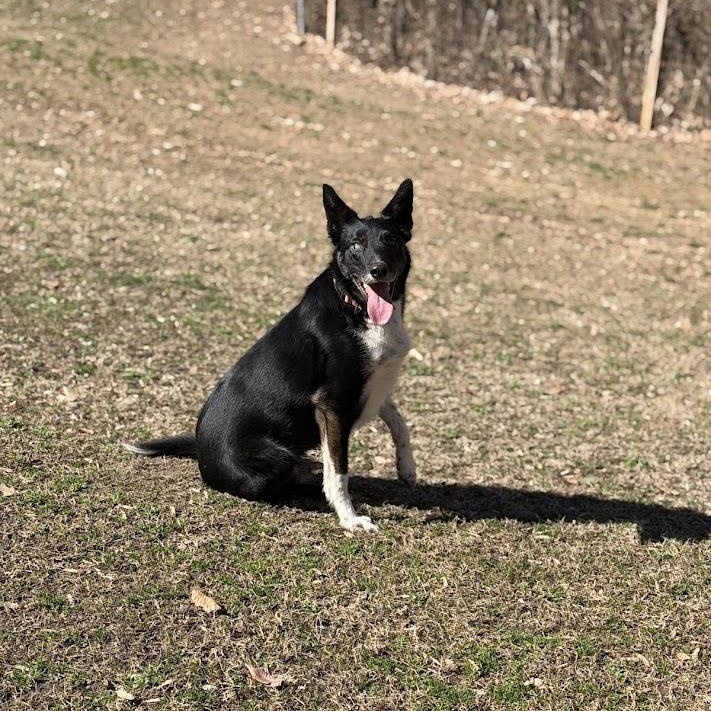 Enlarge Cooper, an adoptable Border Collie in Prince Frederick, MD image 5/6