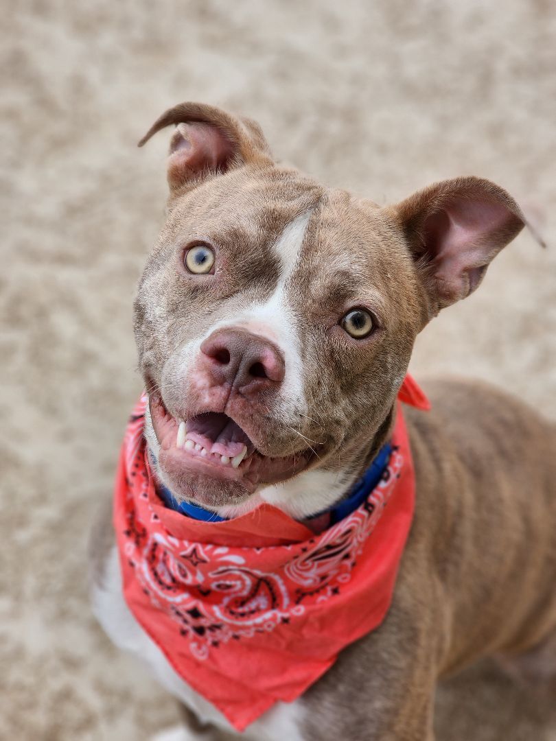Enlarge Rosie, a Adoptable Pit Bull Terrier in Castroville, TX image 1/4