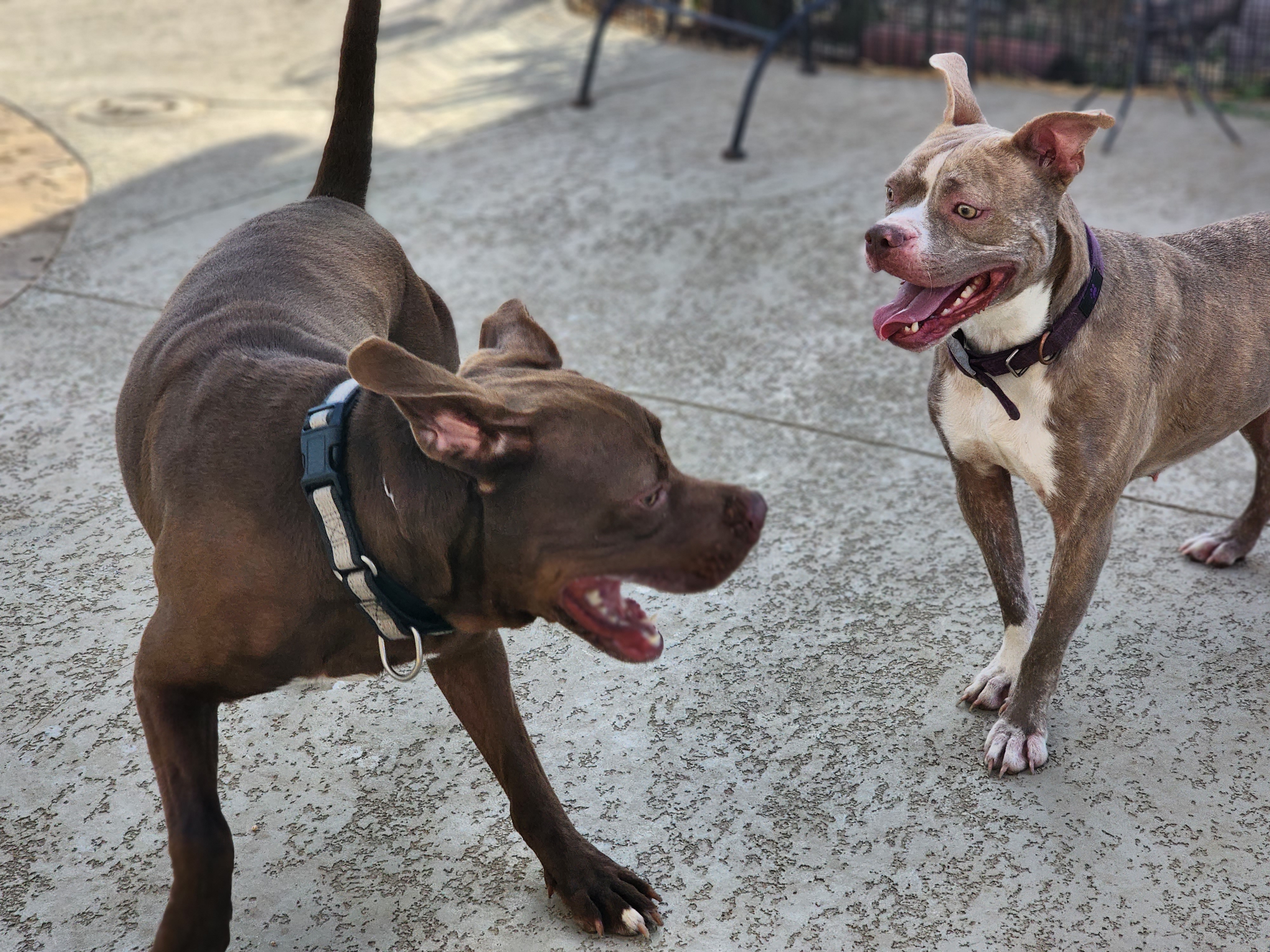 Enlarge Rosie, a Adoptable Pit Bull Terrier in Castroville, TX image 2/4