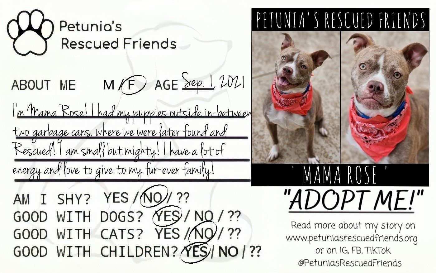 Enlarge Rosie, a Adoptable Pit Bull Terrier in Castroville, TX image 3/4