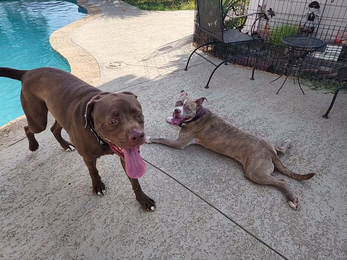 Enlarge Rosie, a Adoptable Pit Bull Terrier in Castroville, TX image 4/4