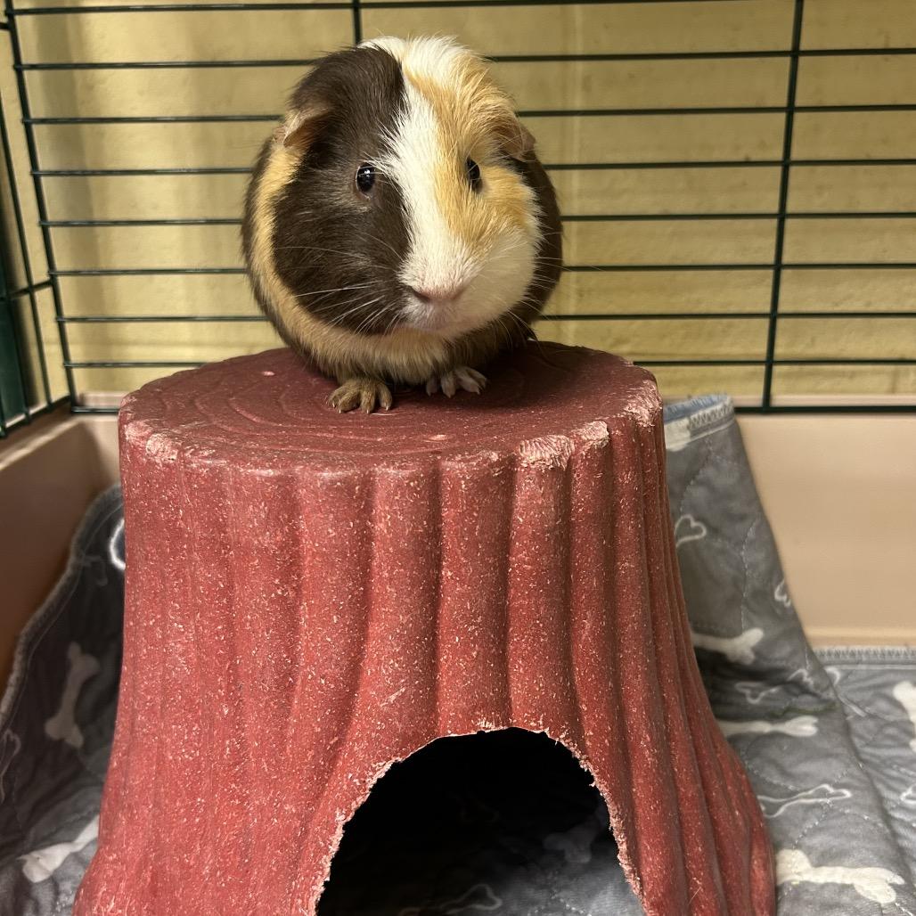 Ramsey, Adoptable, Young Male Guinea Pig.