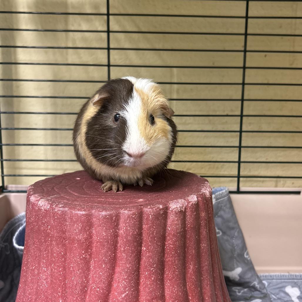 Enlarge Ramsey, a Adoptable Guinea Pig in Waukesha, WI image 2/3
