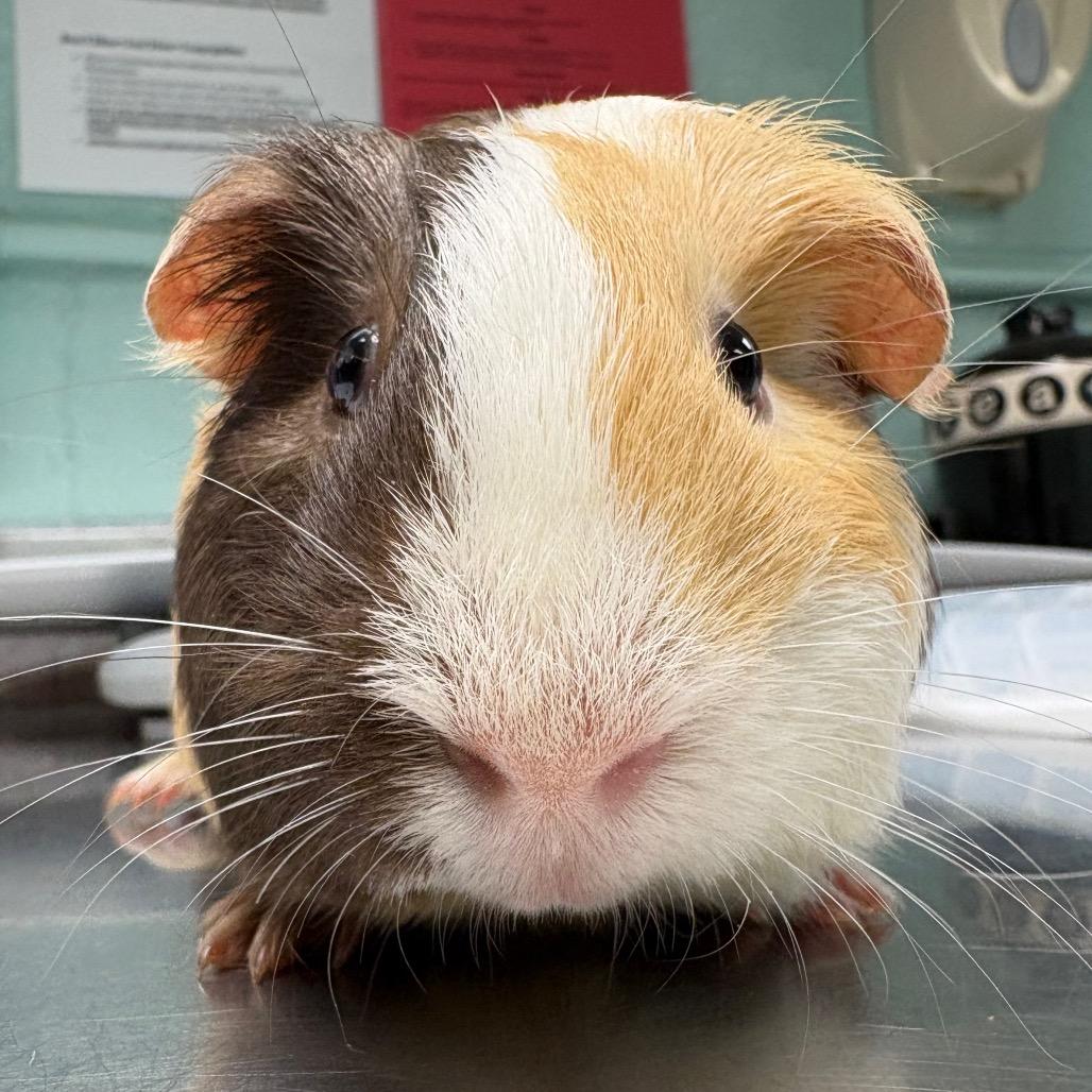 Enlarge Ramsey, a Adoptable Guinea Pig in Waukesha, WI image 3/3