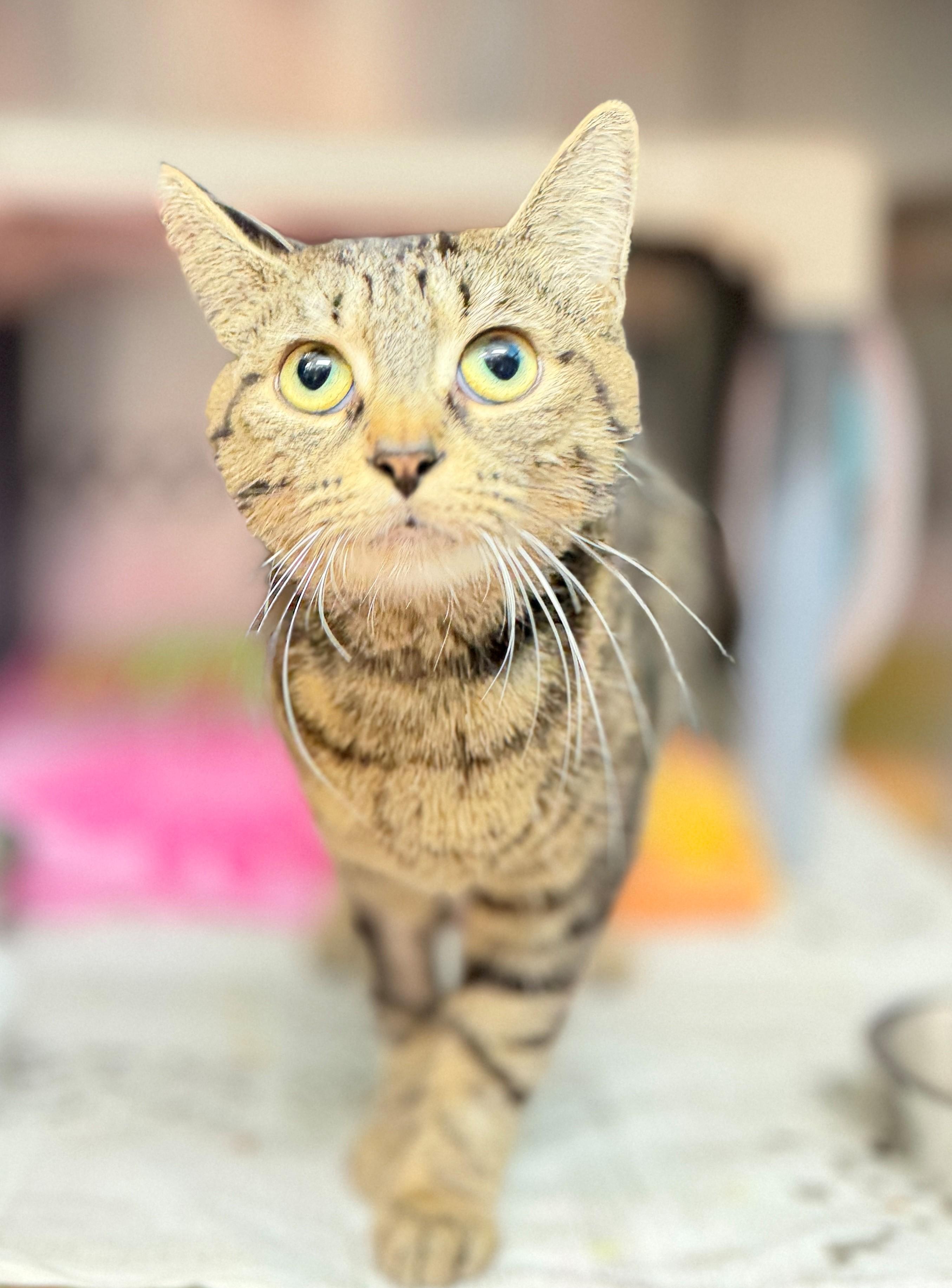 Adele, adopted, Adult Female Domestic Short Hair.