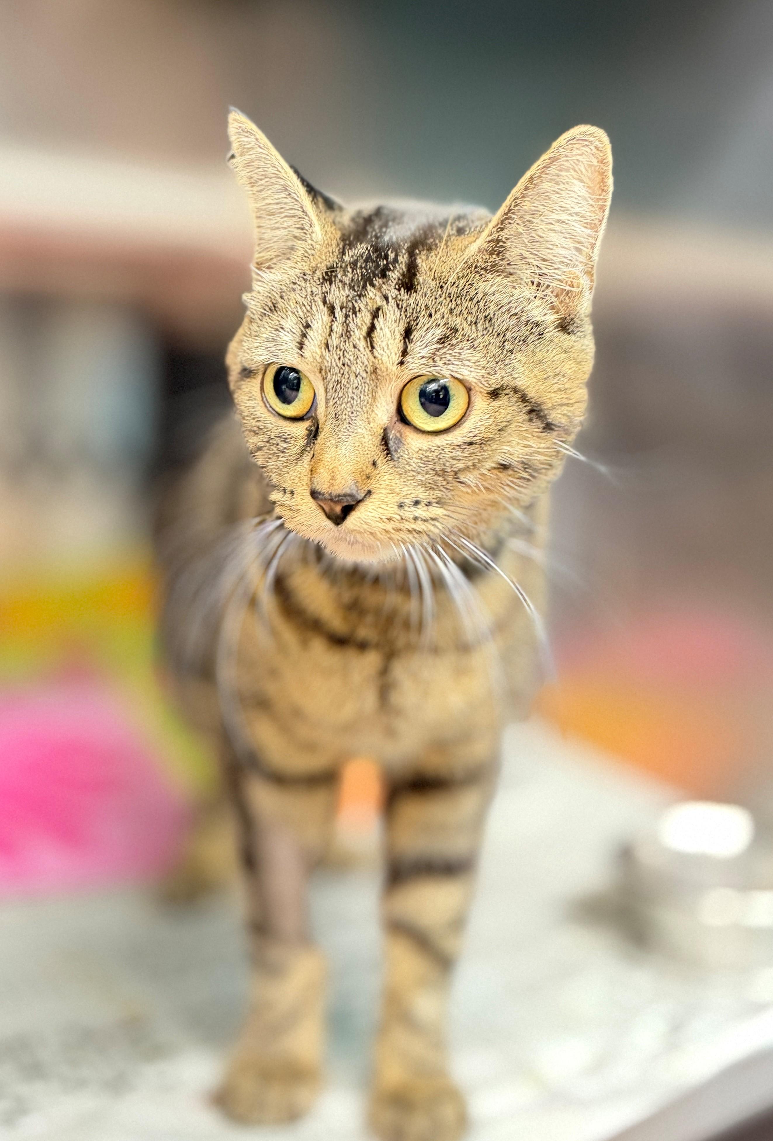 Enlarge Adele, an adopted Domestic Short Hair in Hamilton, ON image 3/3
