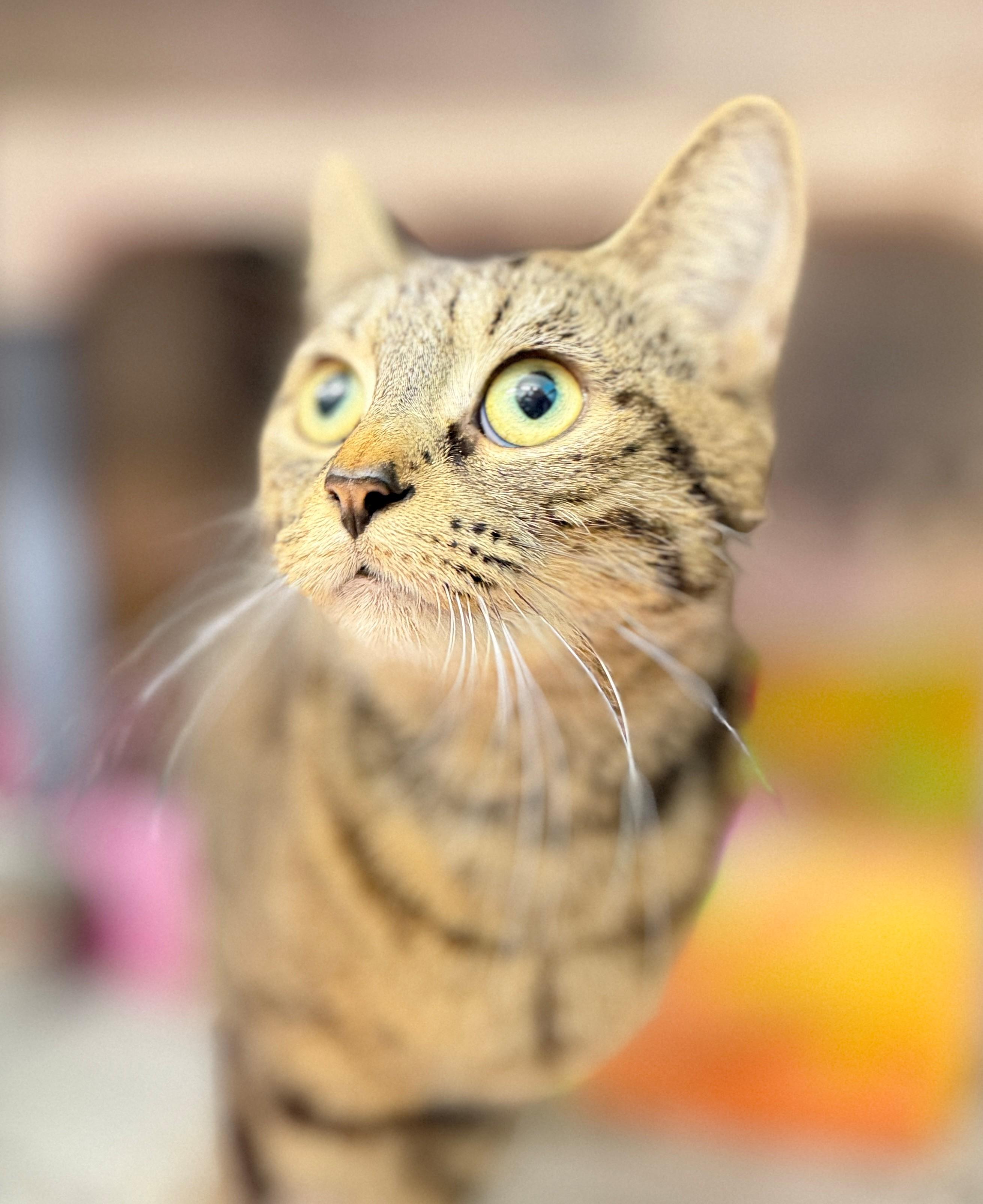 Enlarge Adele, an adopted Domestic Short Hair in Hamilton, ON image 2/3