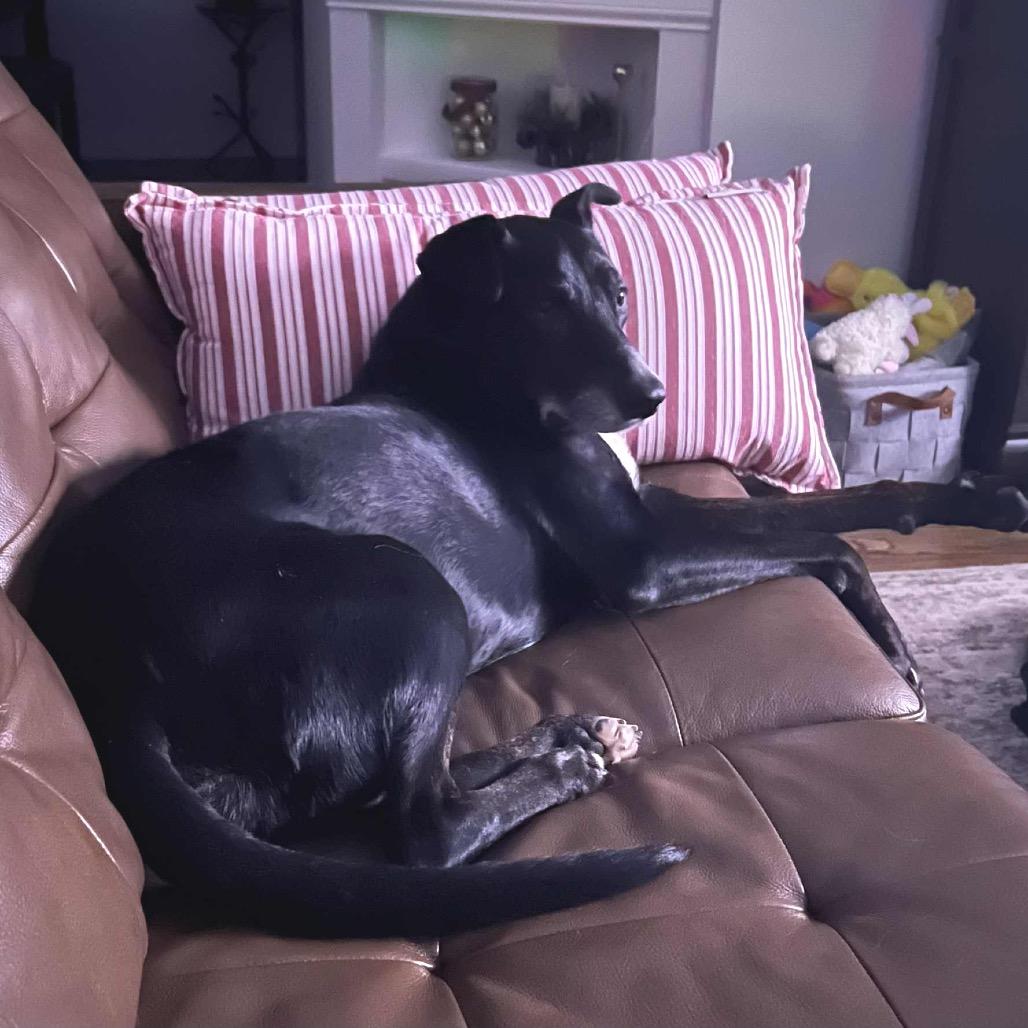 Hulligan, a Adoptable Mixed Breed in Wheeling, IL image 1/6