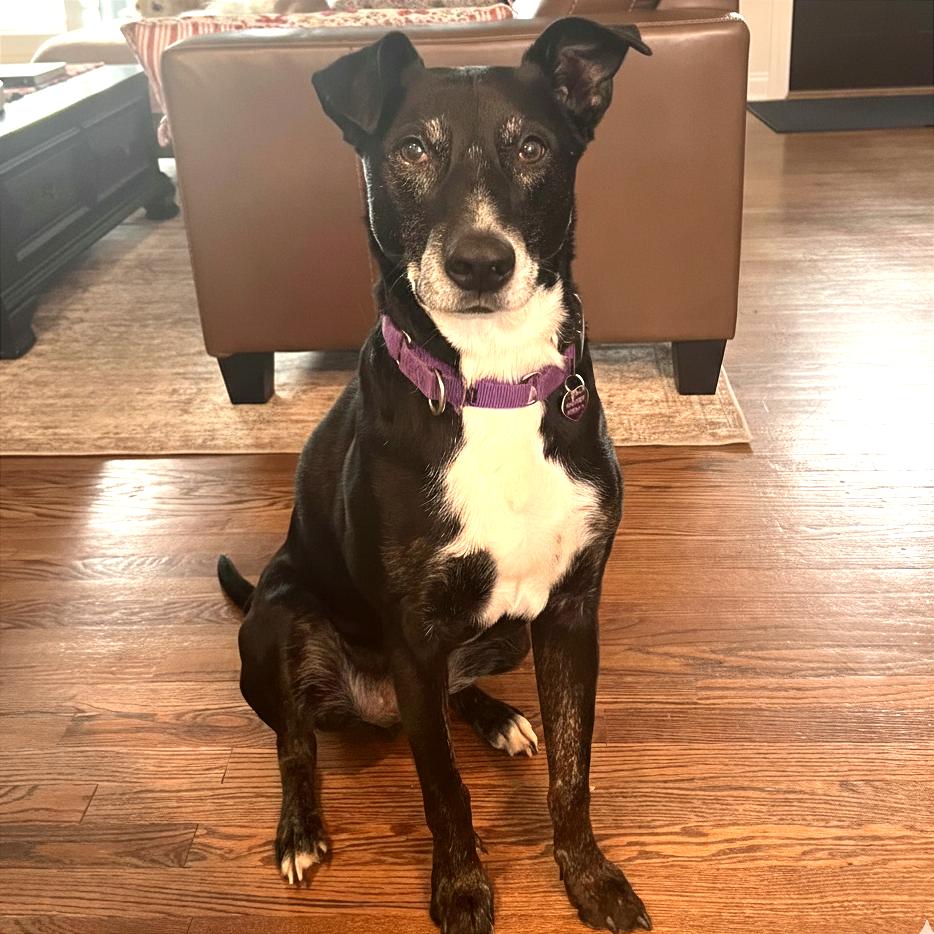 Hulligan, a Adoptable Mixed Breed in Wheeling, IL image 2/6