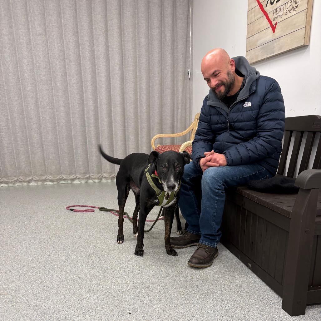 Hulligan, a Adoptable Mixed Breed in Wheeling, IL image 3/6