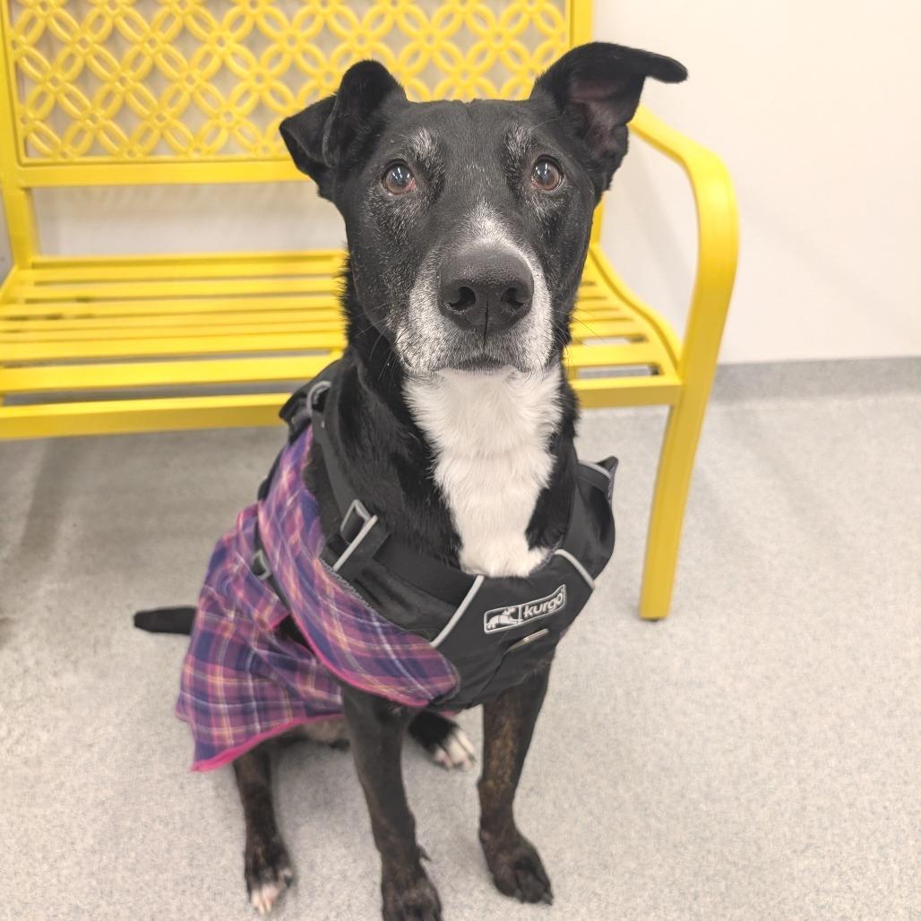 Hulligan, a Adoptable Mixed Breed in Wheeling, IL image 4/6