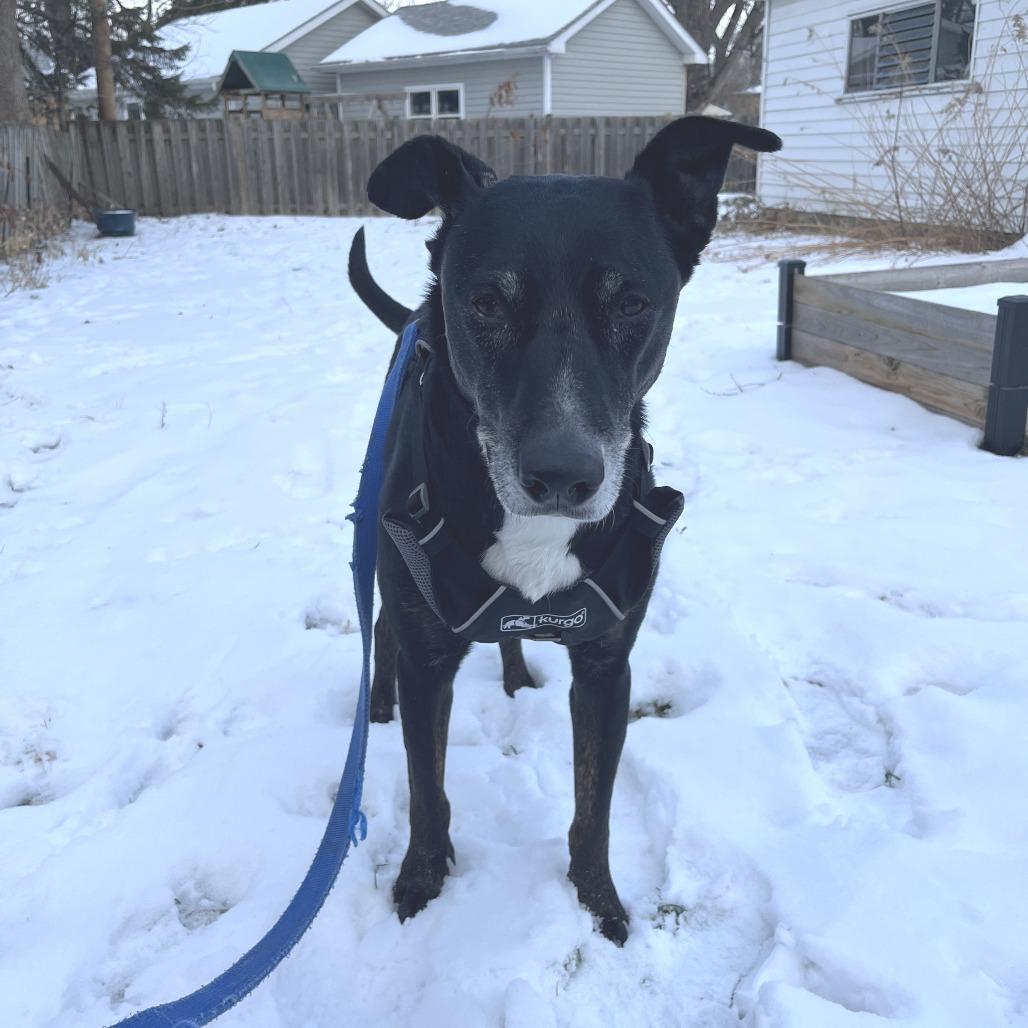 Hulligan, a Adoptable Mixed Breed in Wheeling, IL image 5/6