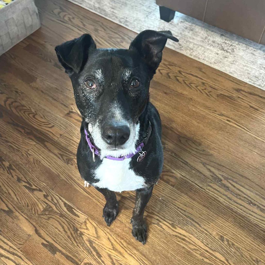 Hulligan, a Adoptable Mixed Breed in Wheeling, IL image 6/6