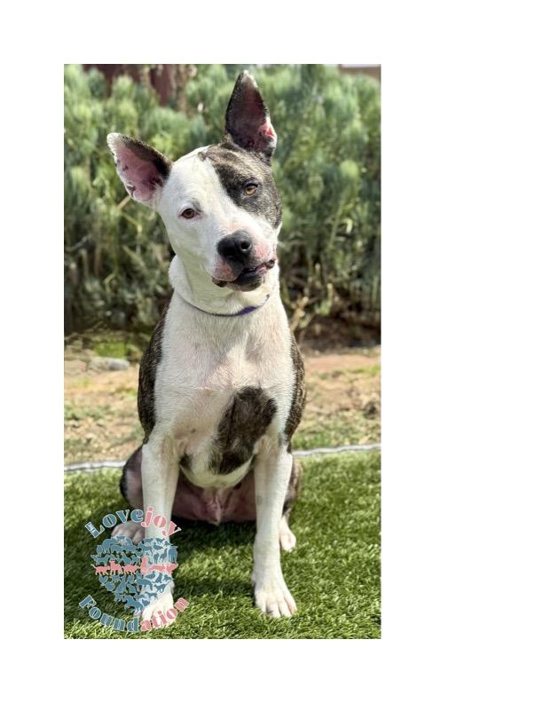 Zeus COH a 1 and a half year old neutered male Pit Mix who was sadly surrendered when his owner
