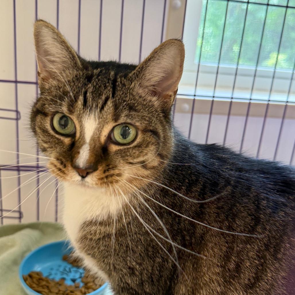 Enlarge Honey, a Adoptable Domestic Short Hair in Bedford, NH image 1/6