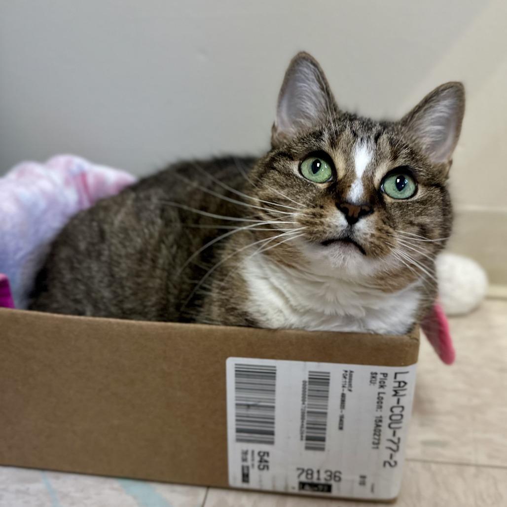 Enlarge Honey, a Adoptable Domestic Short Hair in Bedford, NH image 2/6