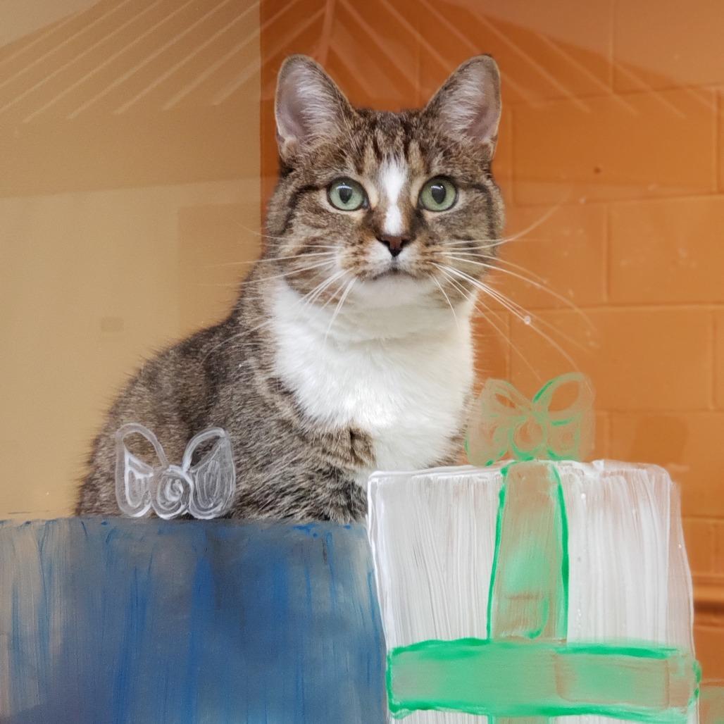 Enlarge Honey, a Adoptable Domestic Short Hair in Bedford, NH image 3/6