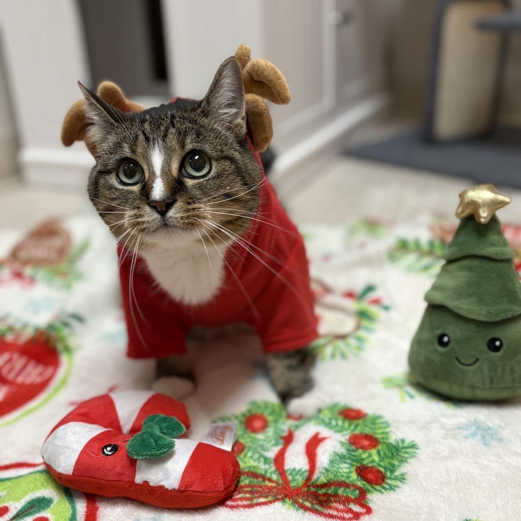 Enlarge Honey, a Adoptable Domestic Short Hair in Bedford, NH image 4/6