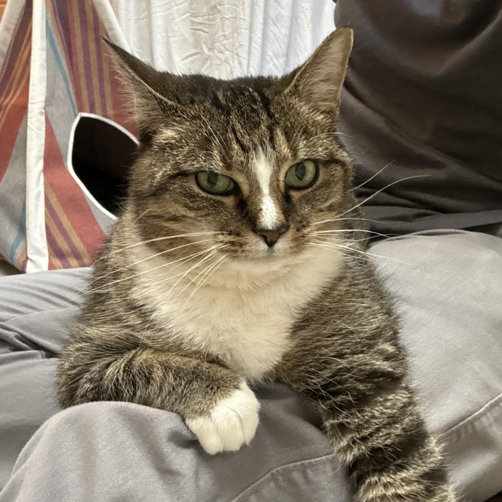 Enlarge Honey, a Adoptable Domestic Short Hair in Bedford, NH image 6/6