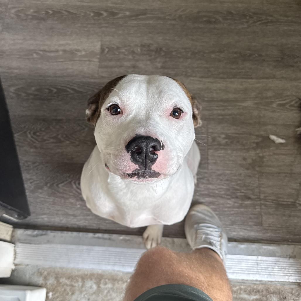 Clyde, Adoptable, Adult Male Pit Bull Terrier.