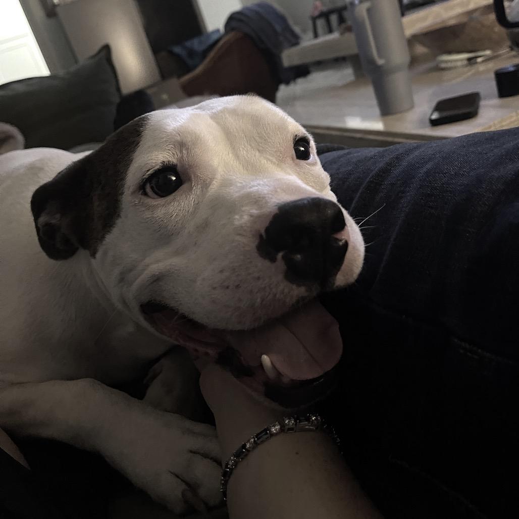 Enlarge Clyde, a Adoptable Pit Bull Terrier in Dallas, TX image 2/6