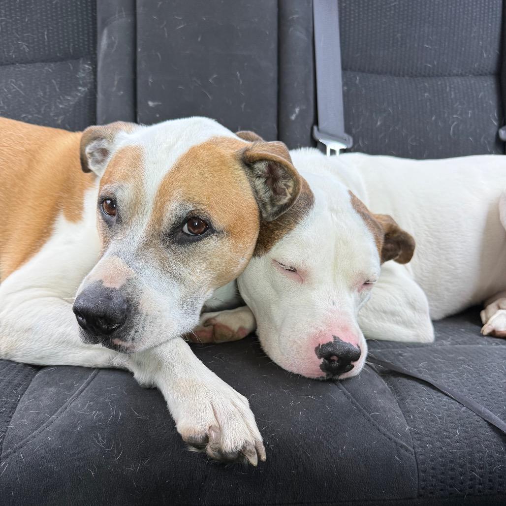 Enlarge Clyde, a Adoptable Pit Bull Terrier in Dallas, TX image 3/6