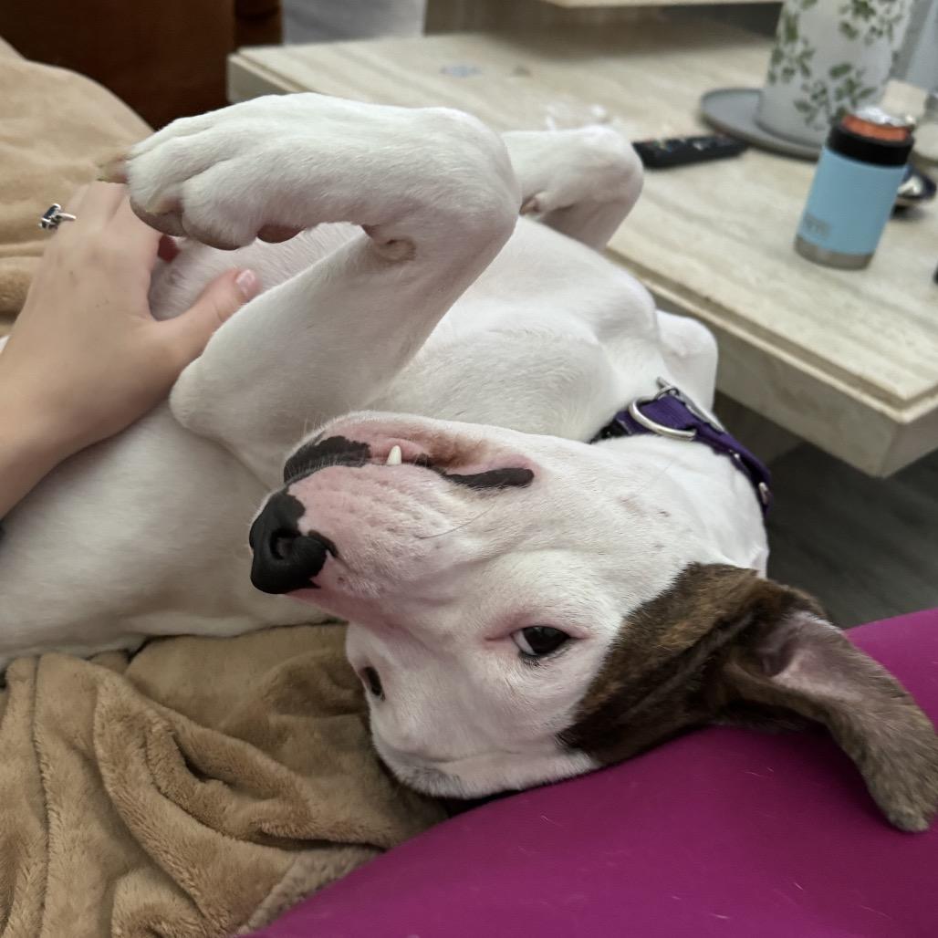 Enlarge Clyde, a Adoptable Pit Bull Terrier in Dallas, TX image 4/6