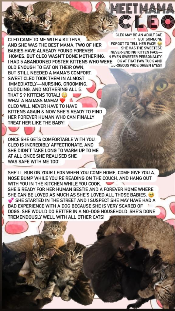 Cleo, Adoptable, Young Female Domestic Short Hair.