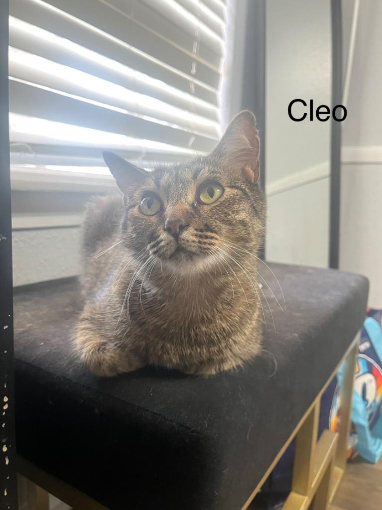 Enlarge Cleo, a Adoptable mixed breed in Spring, TX image 2/4