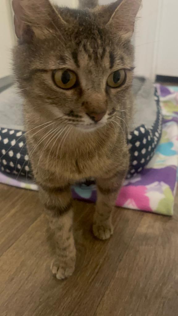 Enlarge Cleo, a Adoptable mixed breed in Spring, TX image 3/4