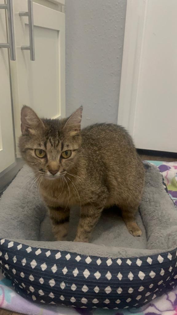 Enlarge Cleo, a Adoptable mixed breed in Spring, TX image 4/4