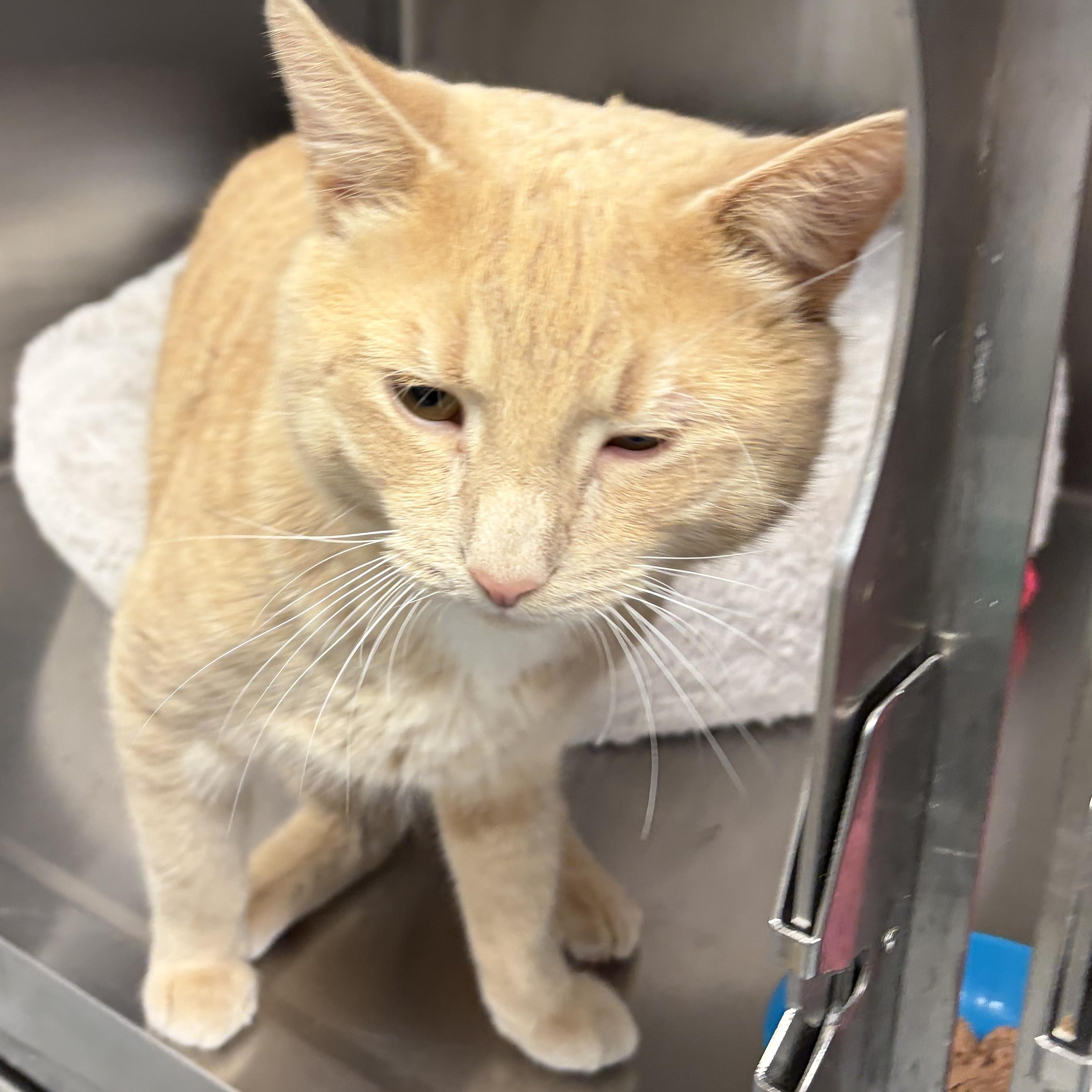 Biggie, an adopted American Shorthair in Scituate, MA image 3/3