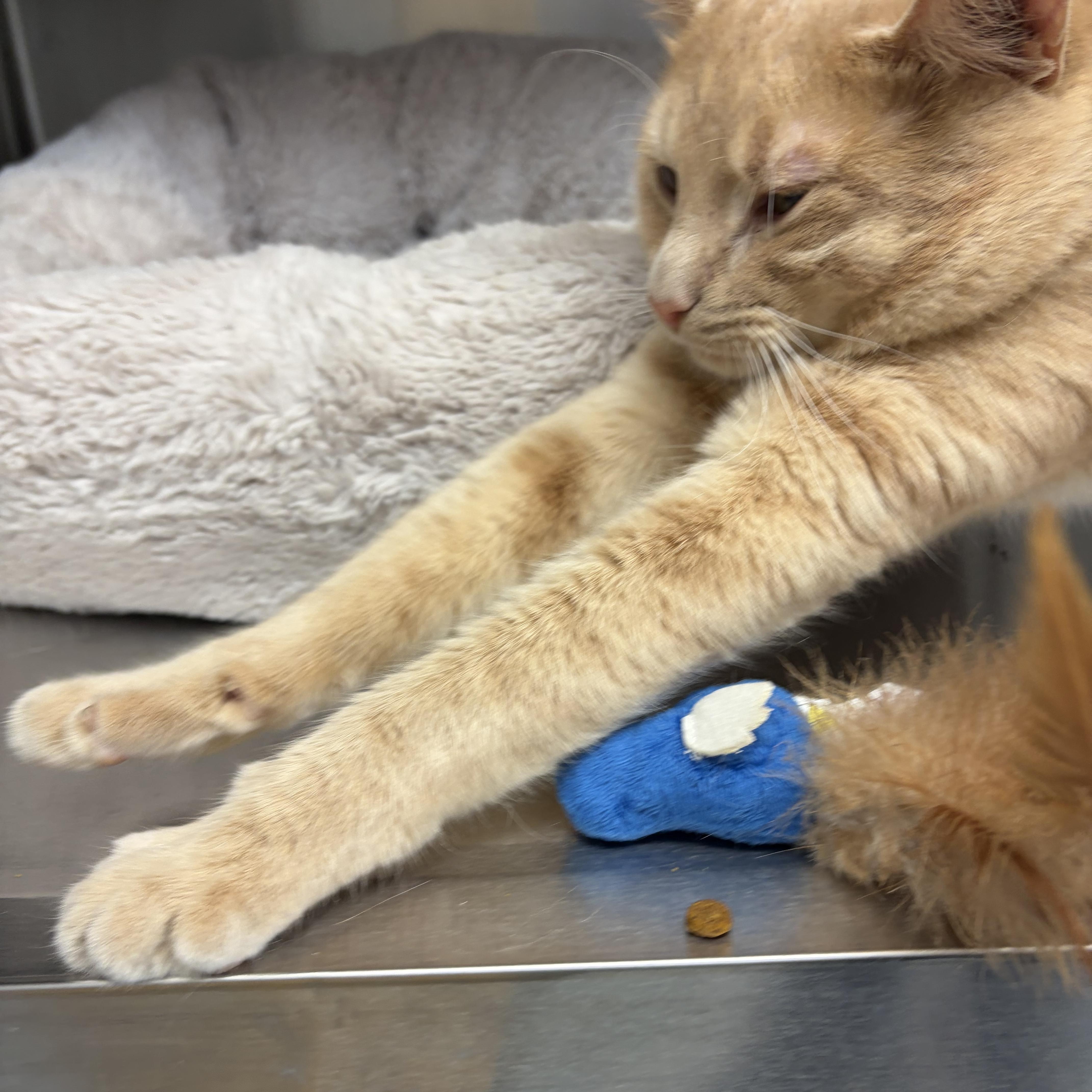 Biggie, an adopted American Shorthair in Scituate, MA image 2/3