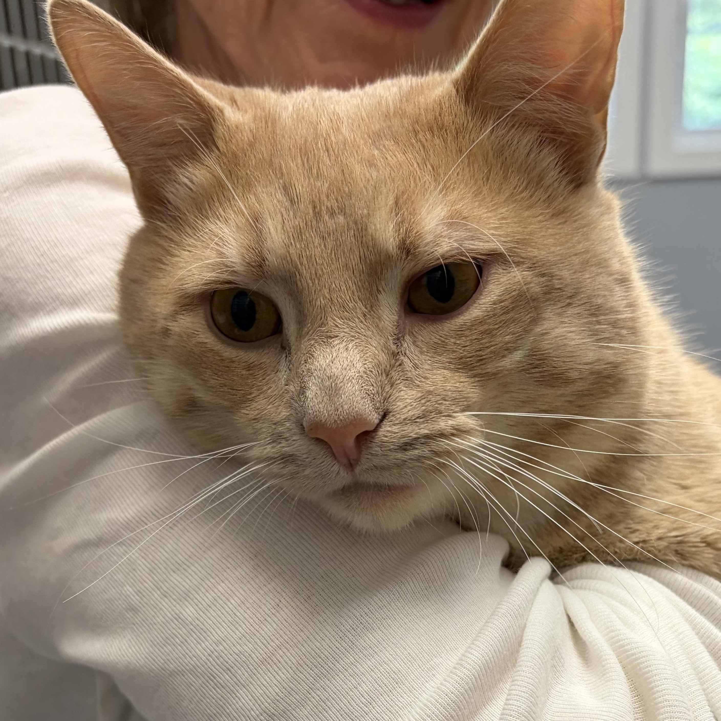 Biggie, an adopted American Shorthair in Scituate, MA image 1/3