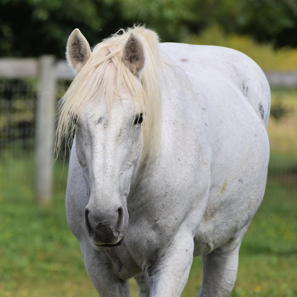 Stevie, Adoptable, Senior Female Draft.