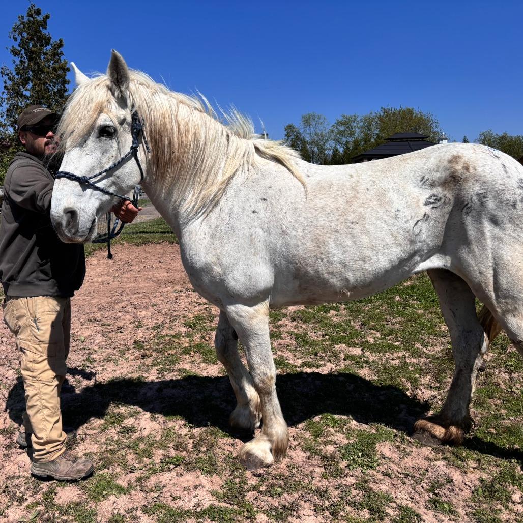 Enlarge Stevie, a Adoptable Draft in Quakertown, PA image 2/2